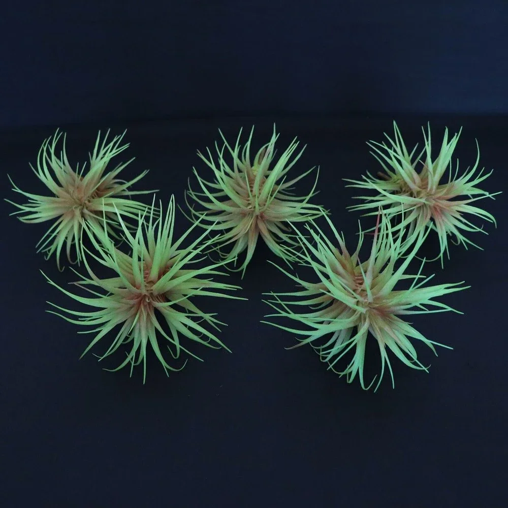 Lot of 5 - Tillandsia Air Plant Picks 7
